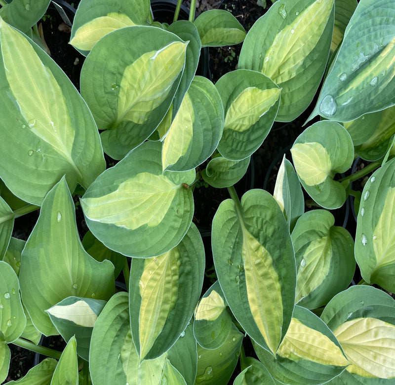 T Dawg | Specialty Hosta
