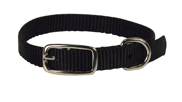 Hamilton Single Thick Nylon Collar w Buckle - Standard Series 1