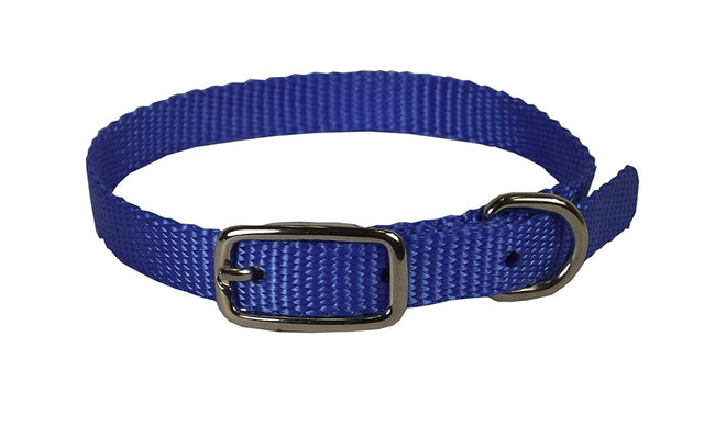 Hamilton Single Thick Nylon Collar w Buckle - Standard Series 1