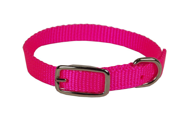 Hamilton Single Thick Nylon Collar w Buckle - Sherbet Series 5/8