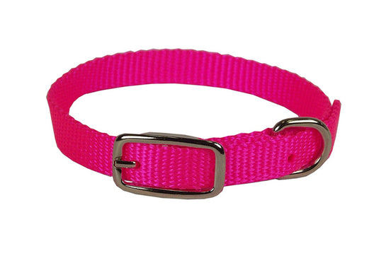 Hamilton Single Thick Nylon Collar w Buckle - Sherbet Series 5/8" (12-18"L)