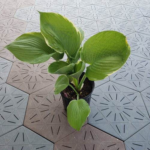 Parhelion | Specialty Hosta