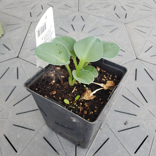 Blue Mouse Ears | Specialty Hosta 1 Gal