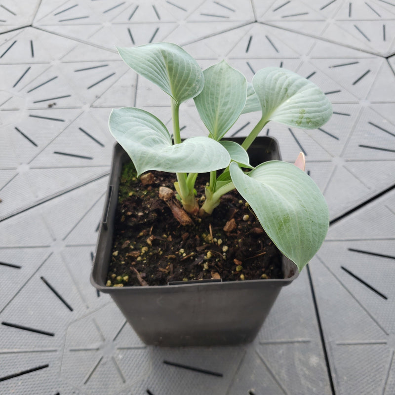 Dorset Blue | Specialty Hosta 1 Gal
