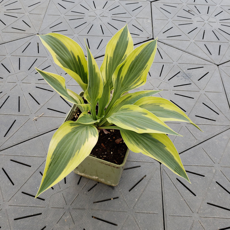 Bobcat Hosta | Novelty Hosta 1 Gal
