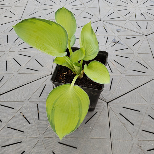 Princess Anastasia | Specialty Hosta 1 Gal