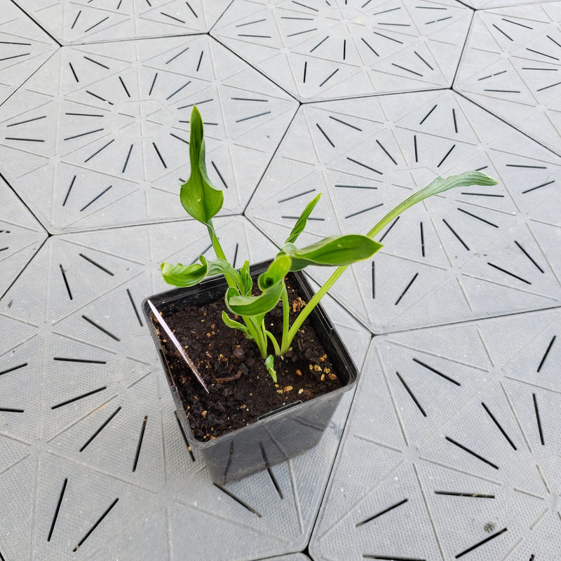 Praying Hands | Specialty Hosta 1 Gal
