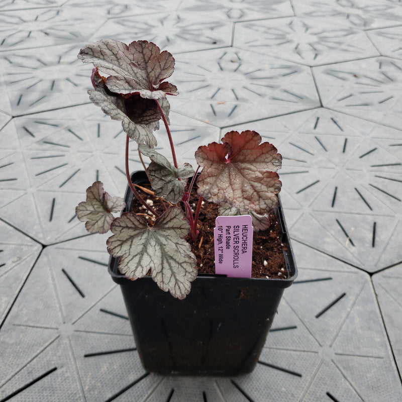 Silver Scrolls | Coral Bells 1 Gal
