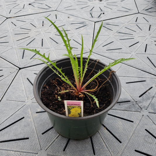 Evening Primrose | Oenothera Missouriensis | 1 Gal - Local Pickup Only