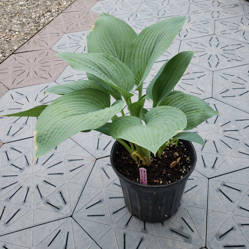 Wheaton Blue | Specialty Hosta
