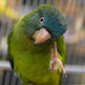 Hand Fed Blue Crowned Conure - Thectocercus acuticaudatus
