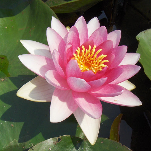 Charles De Meurville | Nymphaea | Water Lily