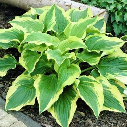 Bobbie Sue | Specialty Hosta 1 Gal
