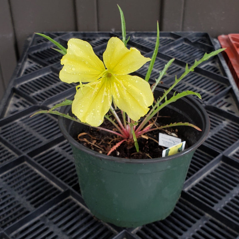 Evening Primrose | Oenothera Missouriensis | 1 Gal - Local Pickup Only
