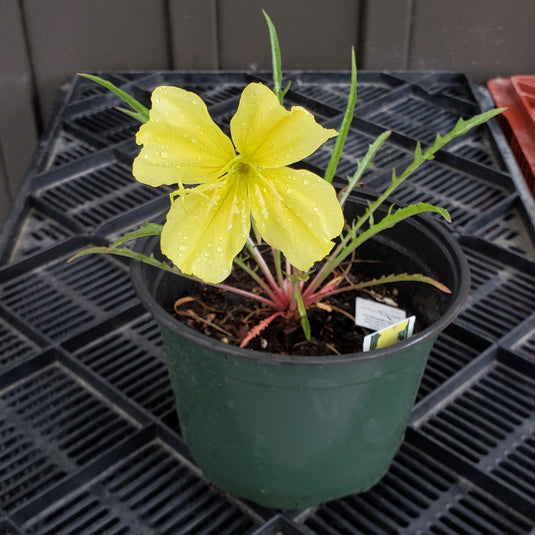 Evening Primrose | Oenothera Missouriensis | 1 Gal - Local Pickup Only