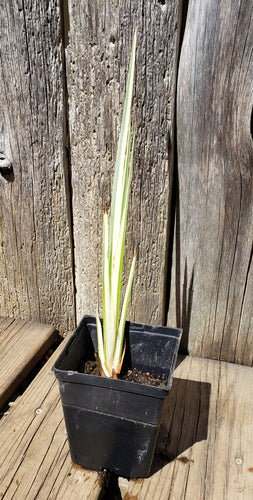 Variegated Water Iris | Iris laevigata 'Variegata'