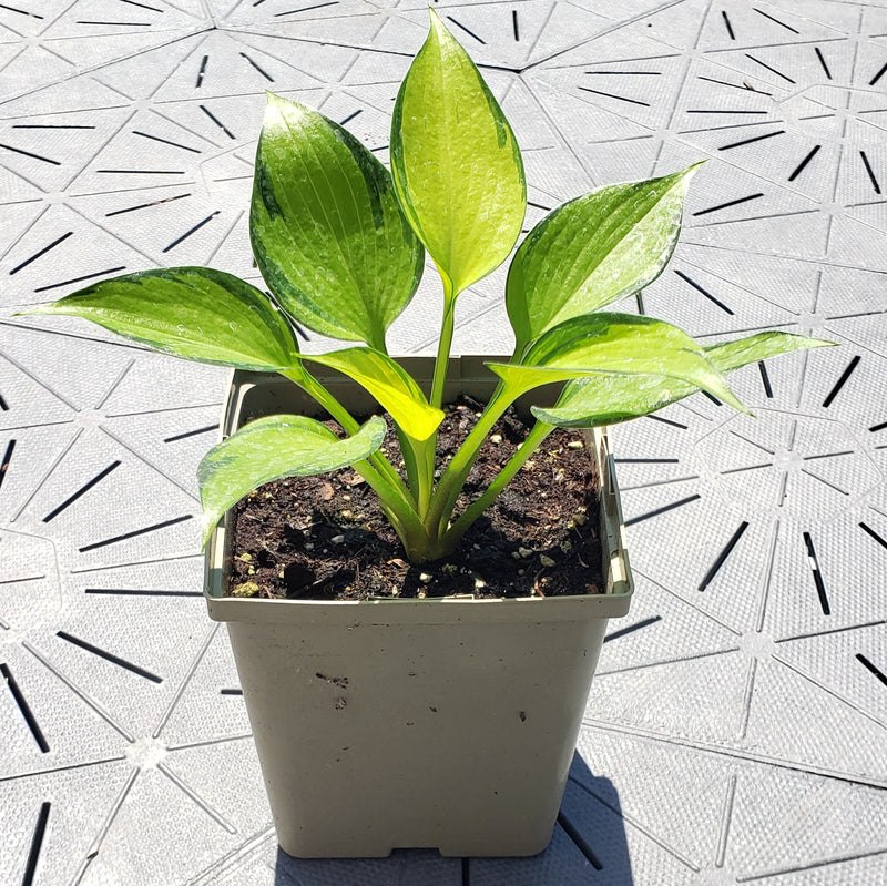 Justine | Specialty Hosta 1 Gal
