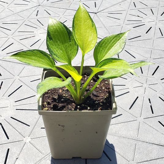 Justine | Specialty Hosta 1 Gal