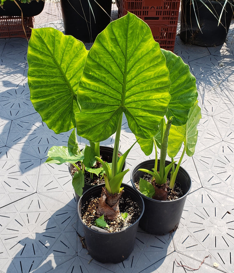 'Portora' | Alocasia | Tropical Plant - Local Pickup Only
