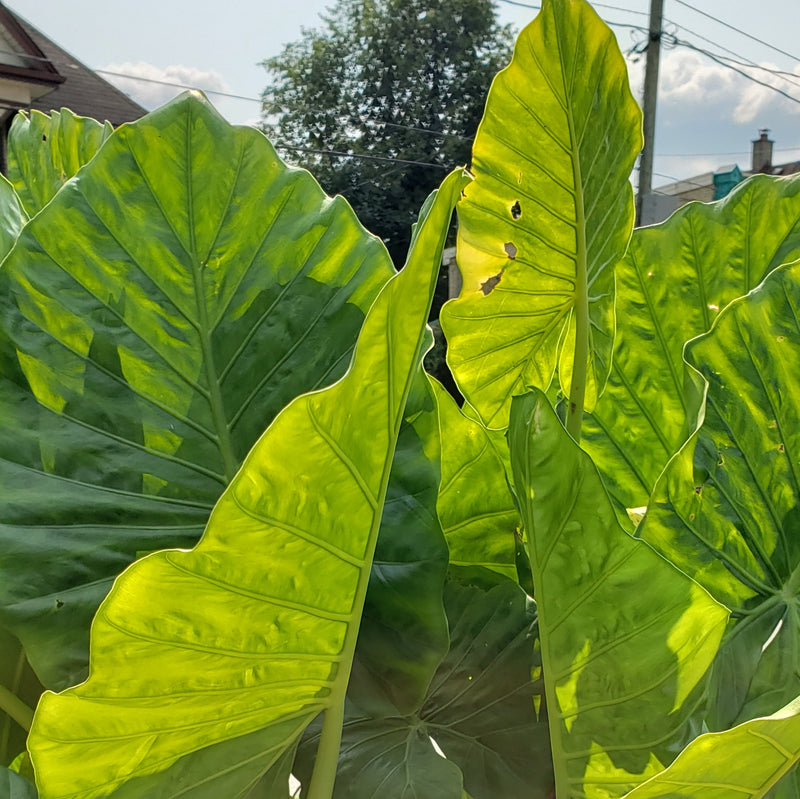 'Portora' | Alocasia | Tropical Plant - Local Pickup Only
