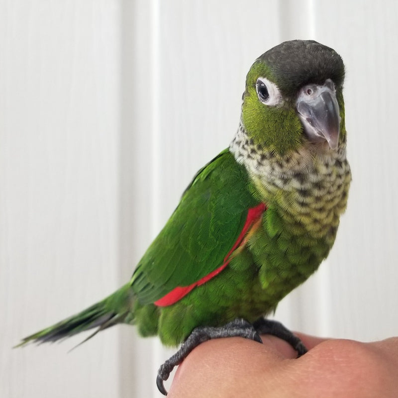 Hand Fed Black Capped Conure - Pyrrhura rupicola
