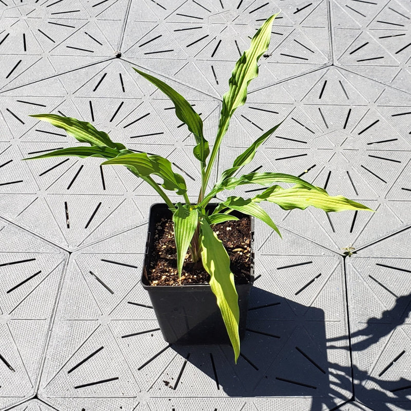 Curly Fries | Novelty Hosta 1 Gal
