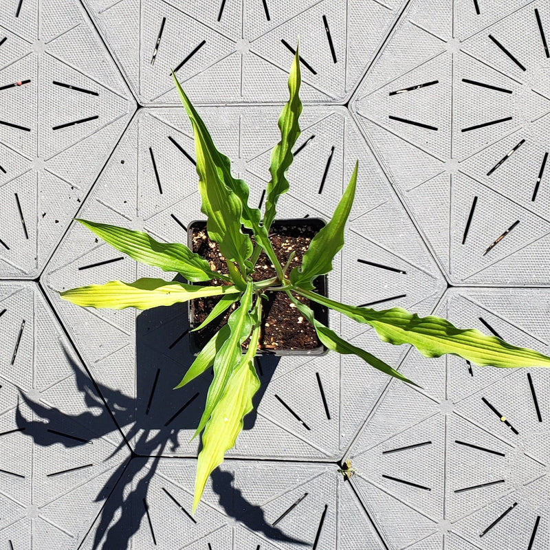 Curly Fries | Novelty Hosta 1 Gal
