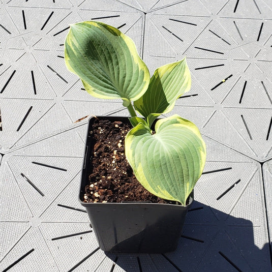 Orion's Belt | Specialty Hosta 1 Gal