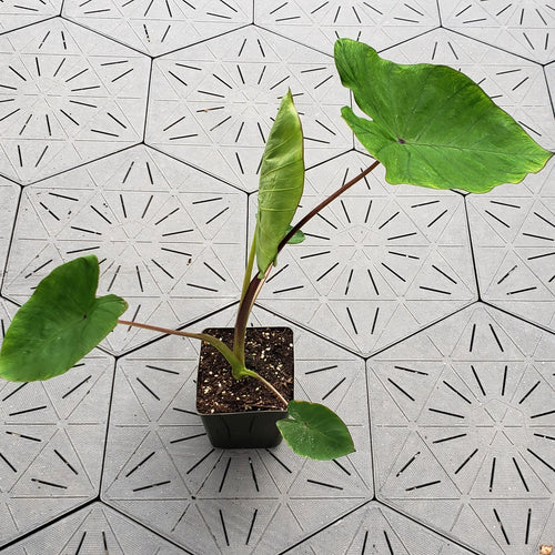 'Blue Hawaiian' | Colocasia | Elephant Ears | Tropical Plant