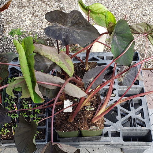 'Diamond Head' | Colocasia | Elephant Ears | Tropical Plant