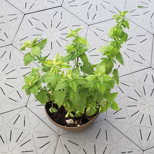 Catnip Plant | Nepeta cataria | 1 Gal - Local Pickup Only