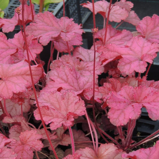 Berry Smoothie | Coral Bells 1 Gal