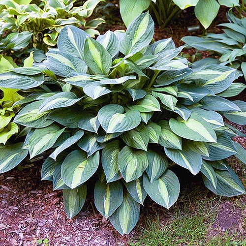 Striptease | Novelty Hosta 1 Gal