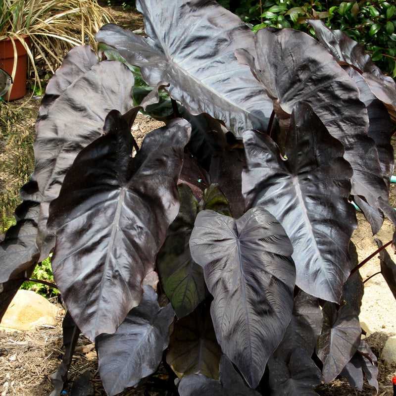 'Black Coral' | Colocasia | Elephant Ears | Tropical Plant
