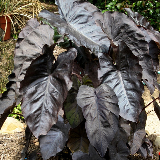 'Black Coral' | Colocasia | Elephant Ears | Tropical Plant