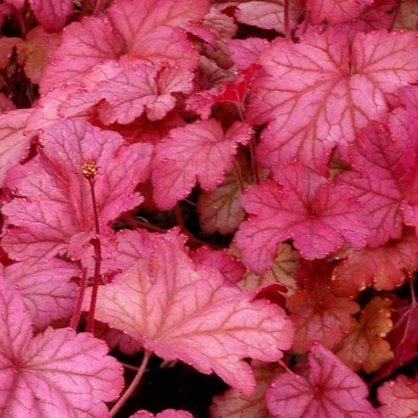 Berry Smoothie | Coral Bells 1 Gal
