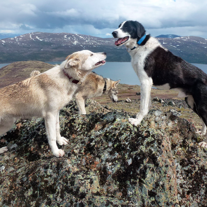 Fish Lake Road Arctic Charr Dog Treats With Seaweed
