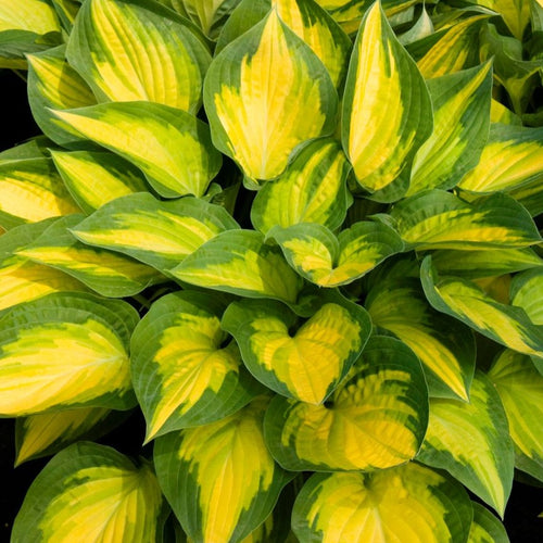 Orange Marmalade | Novelty Hosta 1 Gal