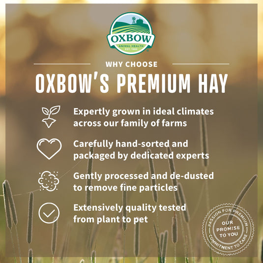 Oxbow Western Timothy Hay