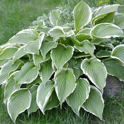 Francee | Specialty Hosta 1 Gal
