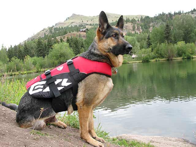 EzyDog DFD Life Jacket
