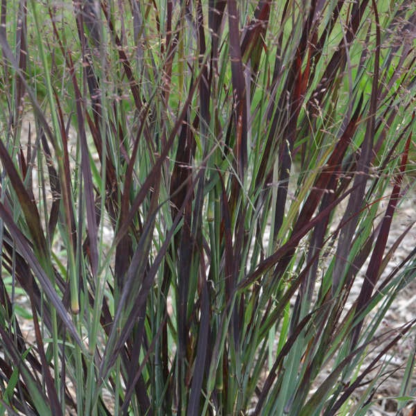 Blood Brothers Switch Grass - Panicum virgatum | 1 Gal - Local Pickup Only
