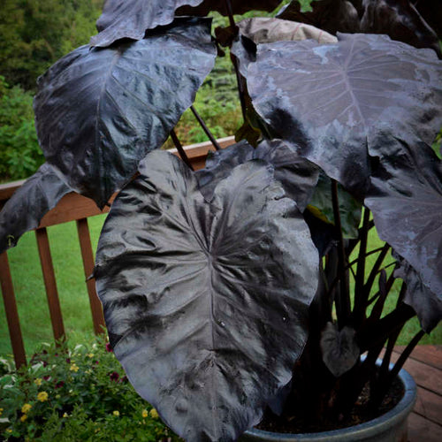 'Black Coral' | Colocasia | Elephant Ears | Tropical Plant