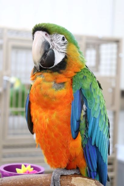 Hand Fed Catalina Macaw - Ara macao x Ara ararauna
