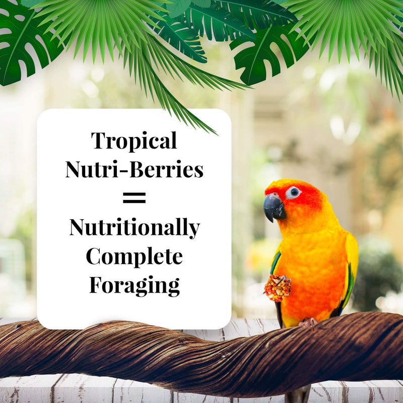 Lafeber's Tropical Fruit Gourmet Nutri-Berries Conure
