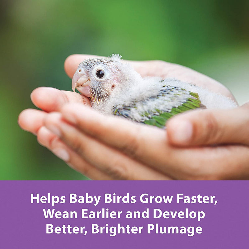 Kaytee Exact Hand-Feeding Formula for Baby Birds
