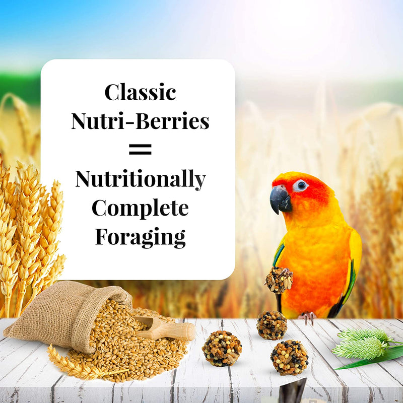 Lafeber's Classic Nutri-Berries for Conures 11oz - Exotic Wings and Pet Things
