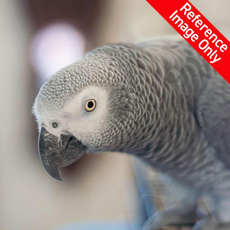 Hand Fed African Grey - Psittacus erithacus
