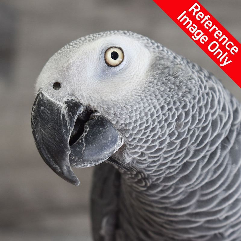 Hand Fed African Grey - Psittacus erithacus
