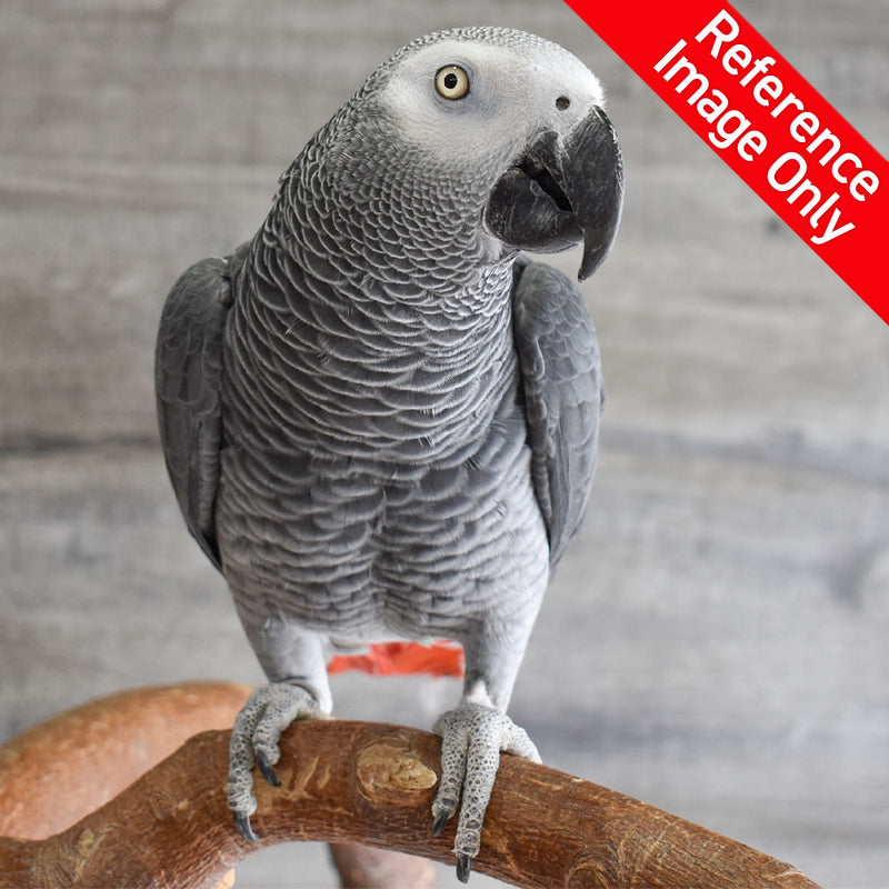 Hand Fed African Grey - Psittacus erithacus
